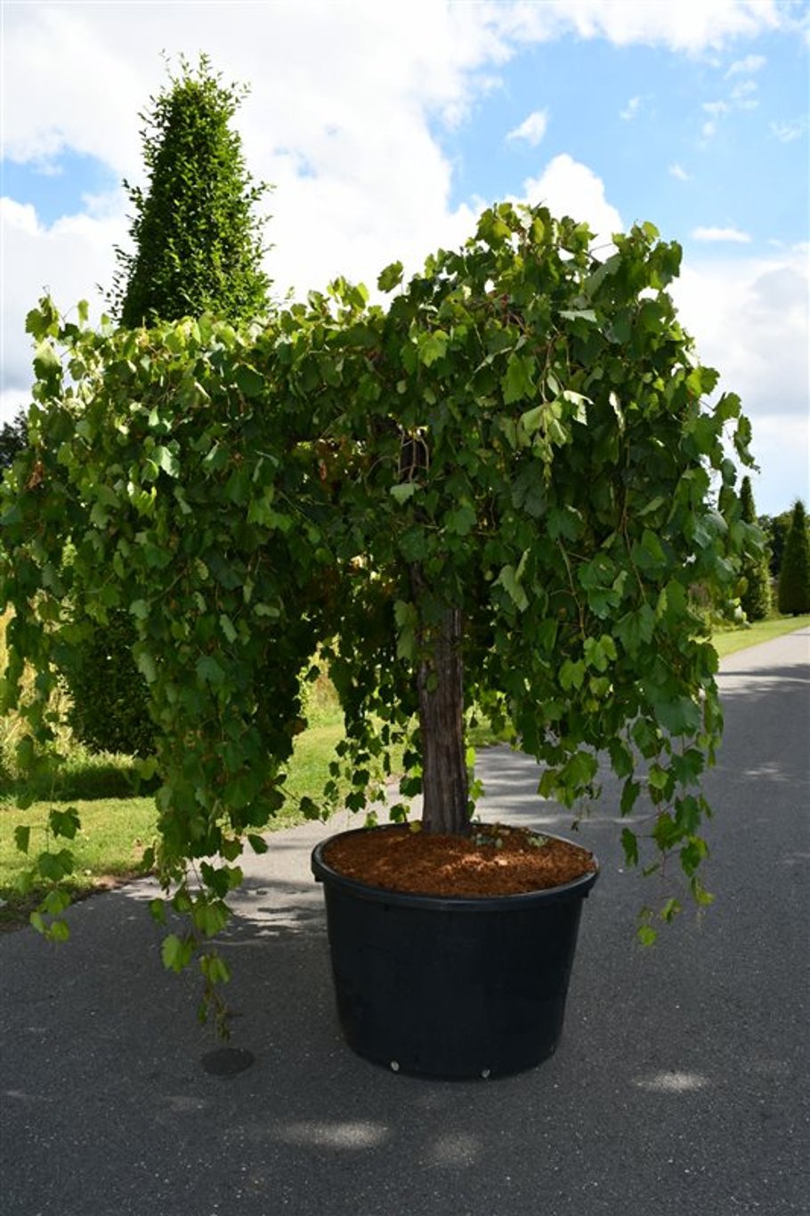 Vinranka – Vitis vinifera - C350 Oudestam