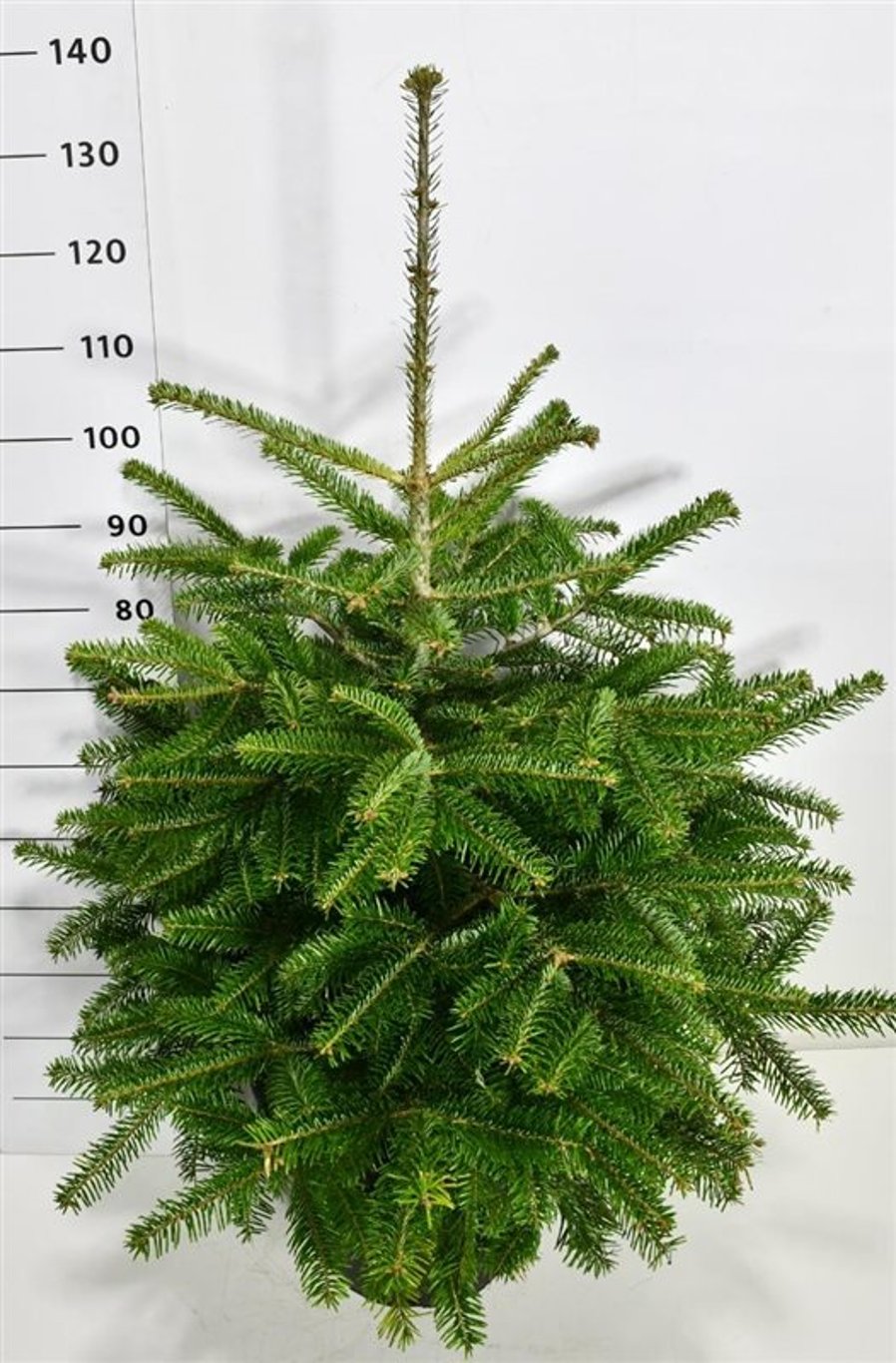 Nordmannsgran – Abies nordmanniana - C25 80-100 cm.