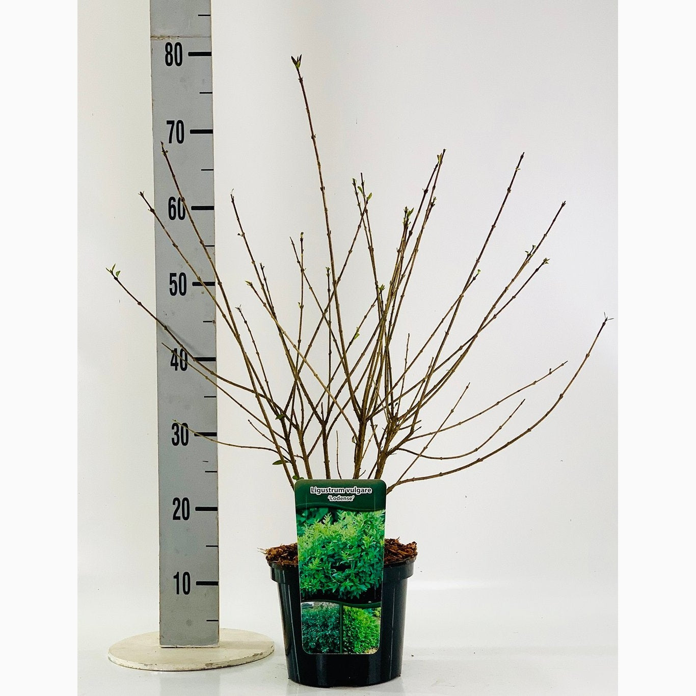Liguster – Ligustrum vulgare 'Lodense' - C7,5 60/+ CM