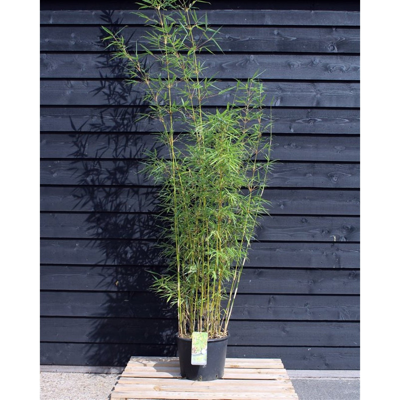 Fjäderbambu – Fargesia robusta 'Campbell' - C20 200-220 CM