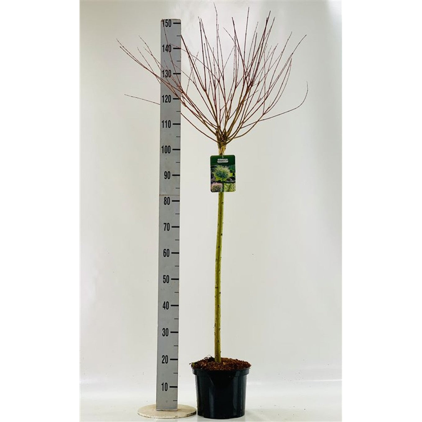 Japansk vide – Salix integra 'Hakuro-nishiki' - 80 CM Stem C5