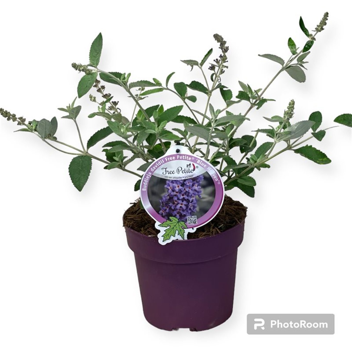 Sommarlilja – Buddleja Free Petite Blue Heaven - C3