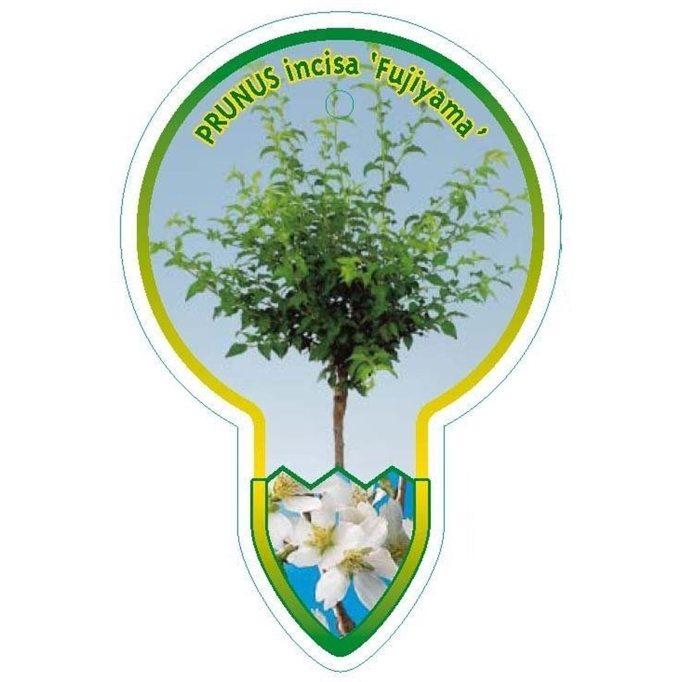 Japanskt körsbär – Prunus incisa 'Fujiyama' - 60 CM Stem C4