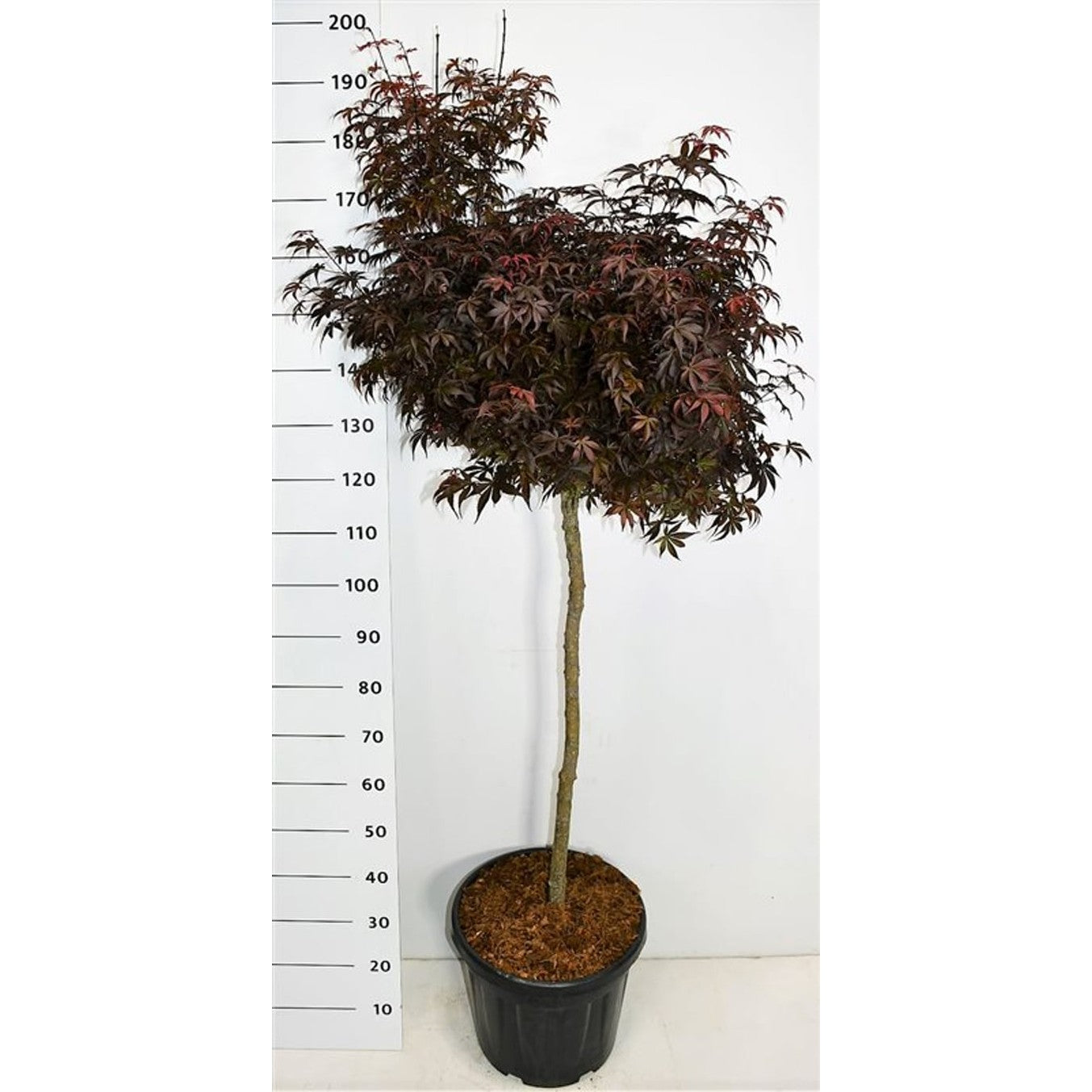 Japansk lönn – Acer pal. 'Skeeter's Broom' - 100 CM Stem C30