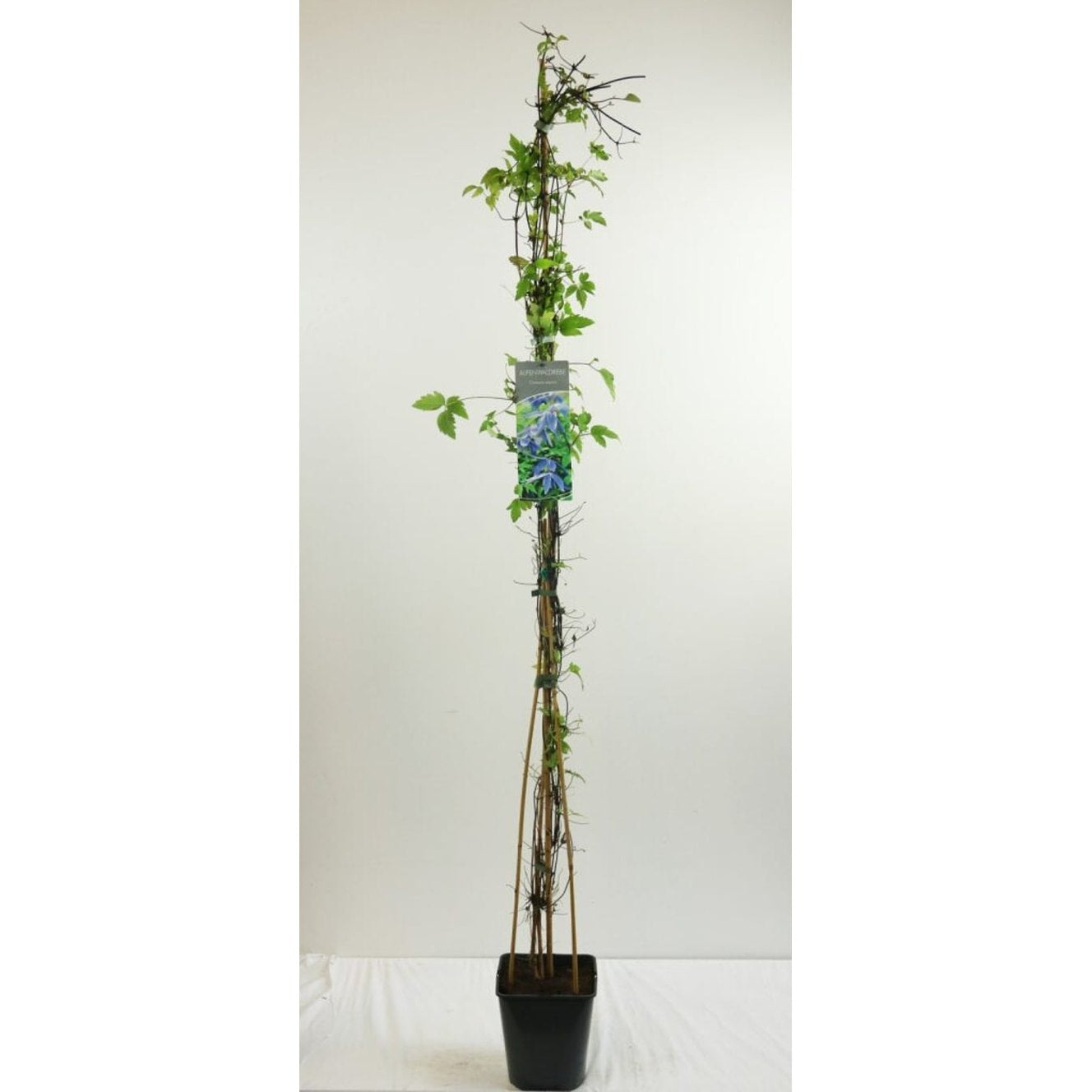 Klematis – Clematis alpina - C5 125-175 CM Stick