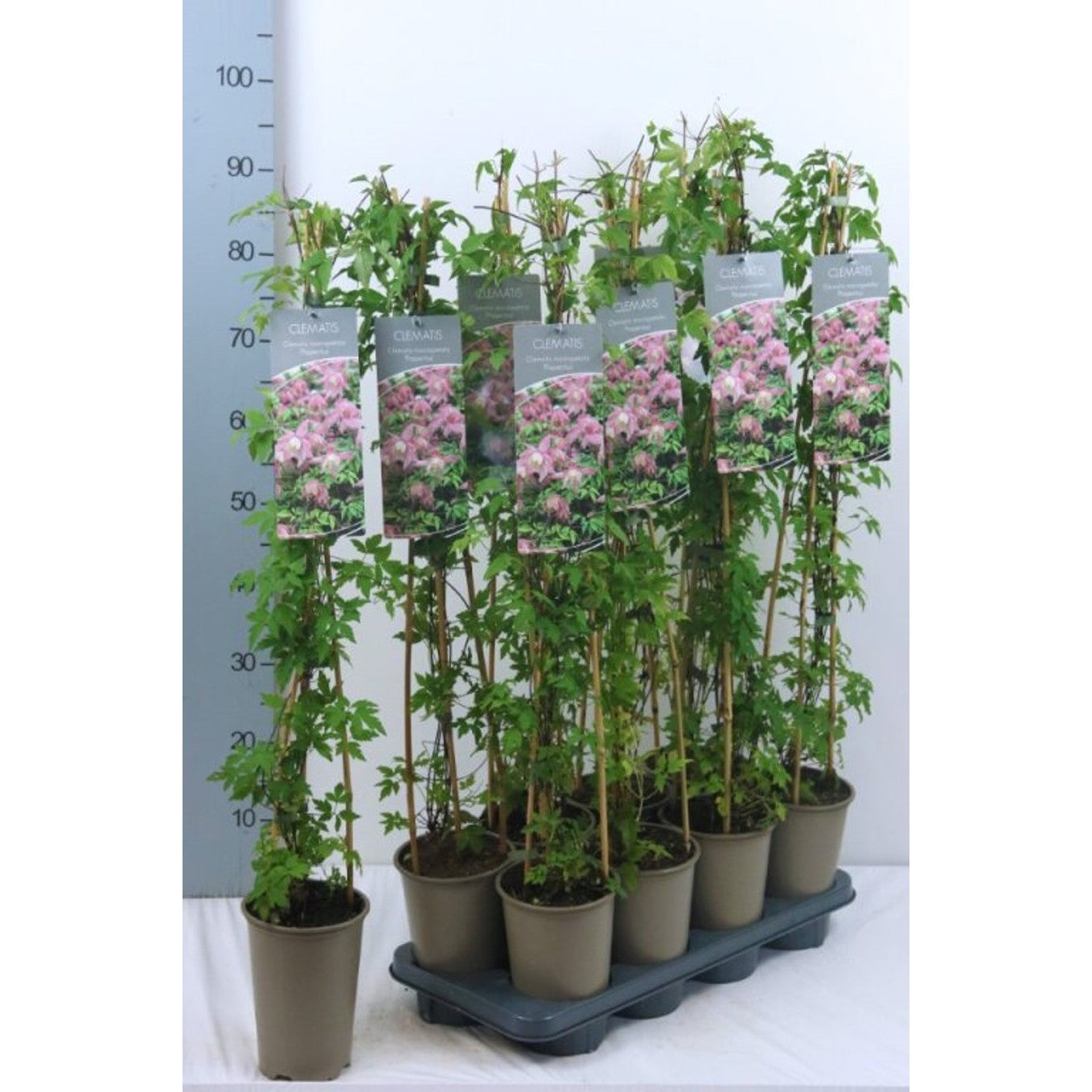 Klematis – Clematis 'Propertius' - C2 60-80 CM Stick