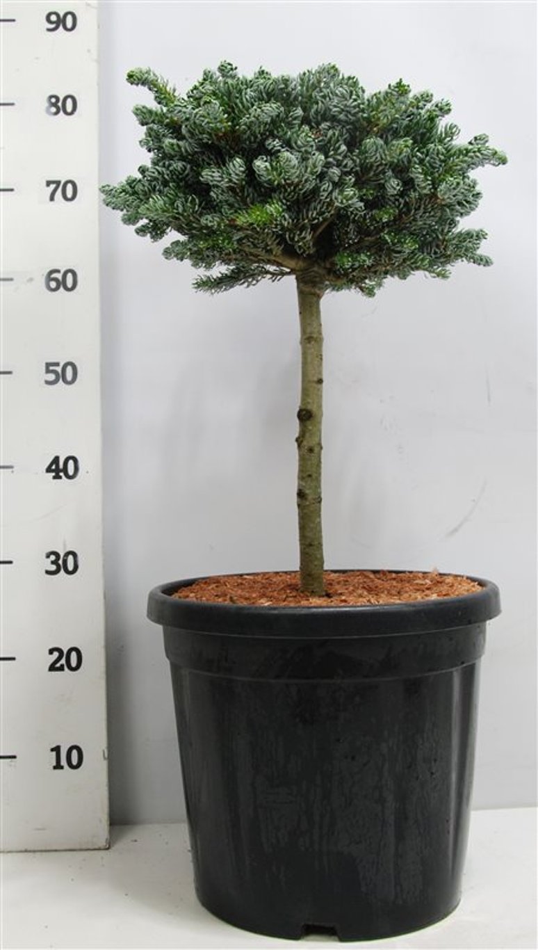 Koreagran – Abies koreana 'Kohout's Icebreaker' - C13 30 cm. Stam