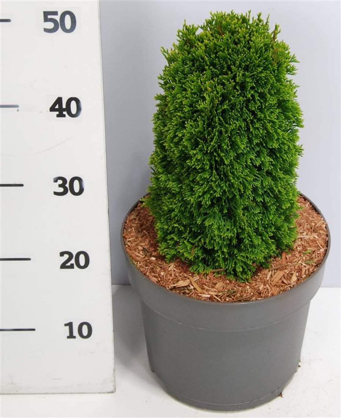Thuja – Thuja occidentalis 'Maks' - C7.5 30-35 cm.