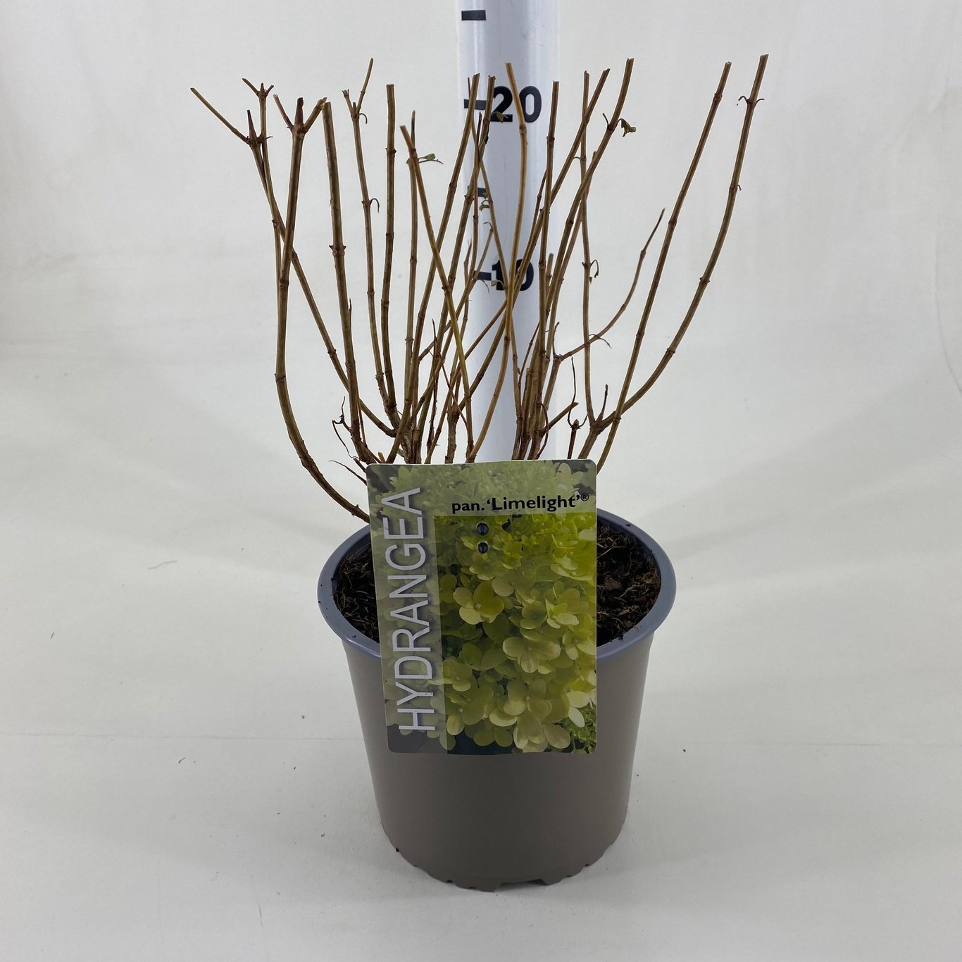 Syrenhortensia – Hydrangea paniculata 'Limelight' - C3 20-30 CM