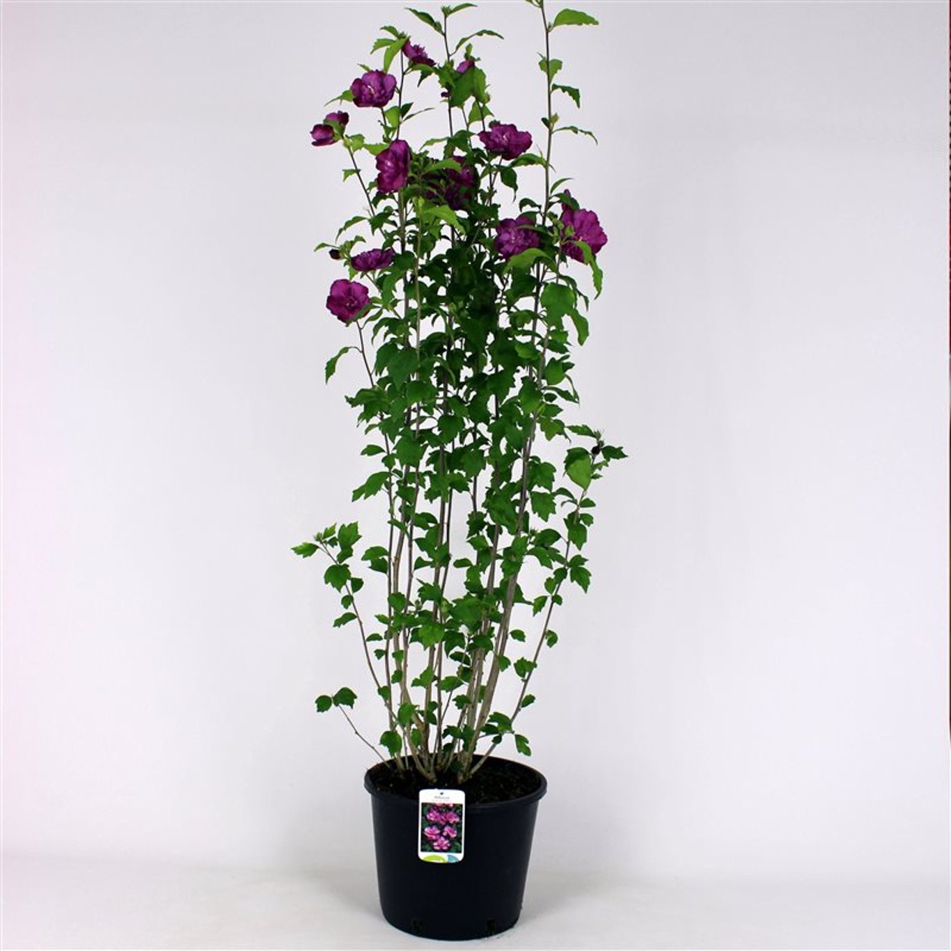 Hibiskus – Hibiscus syriacus 'Ardens' - 125-150 CM RB