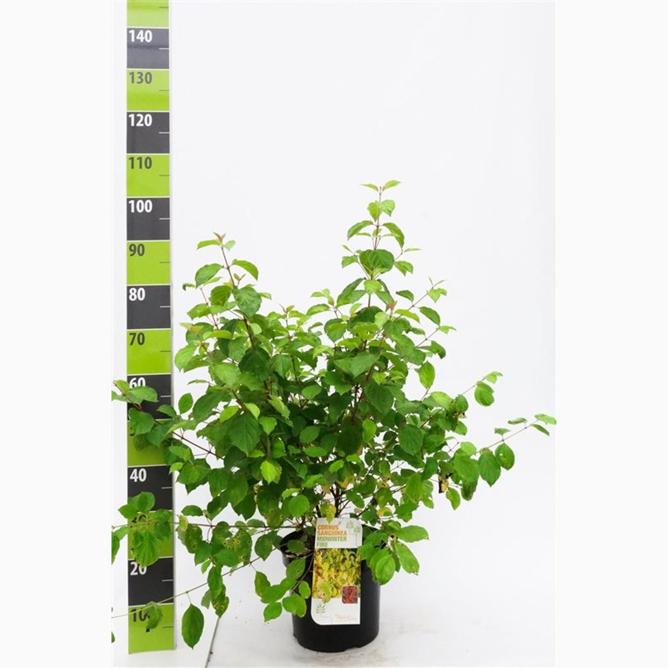 Kornell – Cornus sanguinea 'Midwinter Fire' - C7.5 70-80 CM