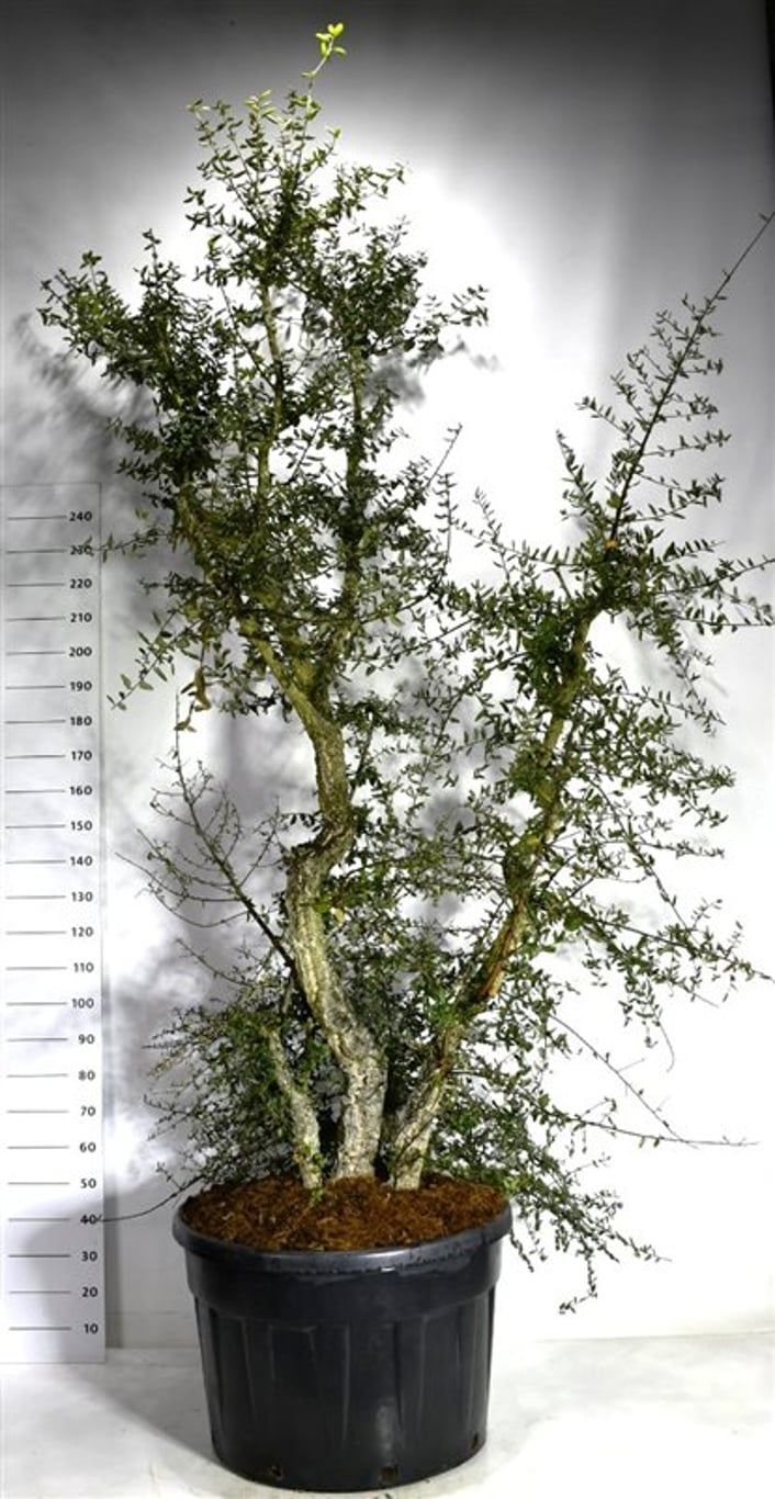 Korkek – Quercus suber - C230 250-300 cm.