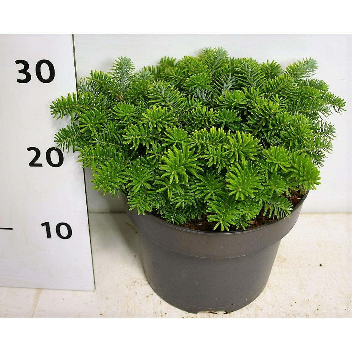 Koreagran – Abies koreana &