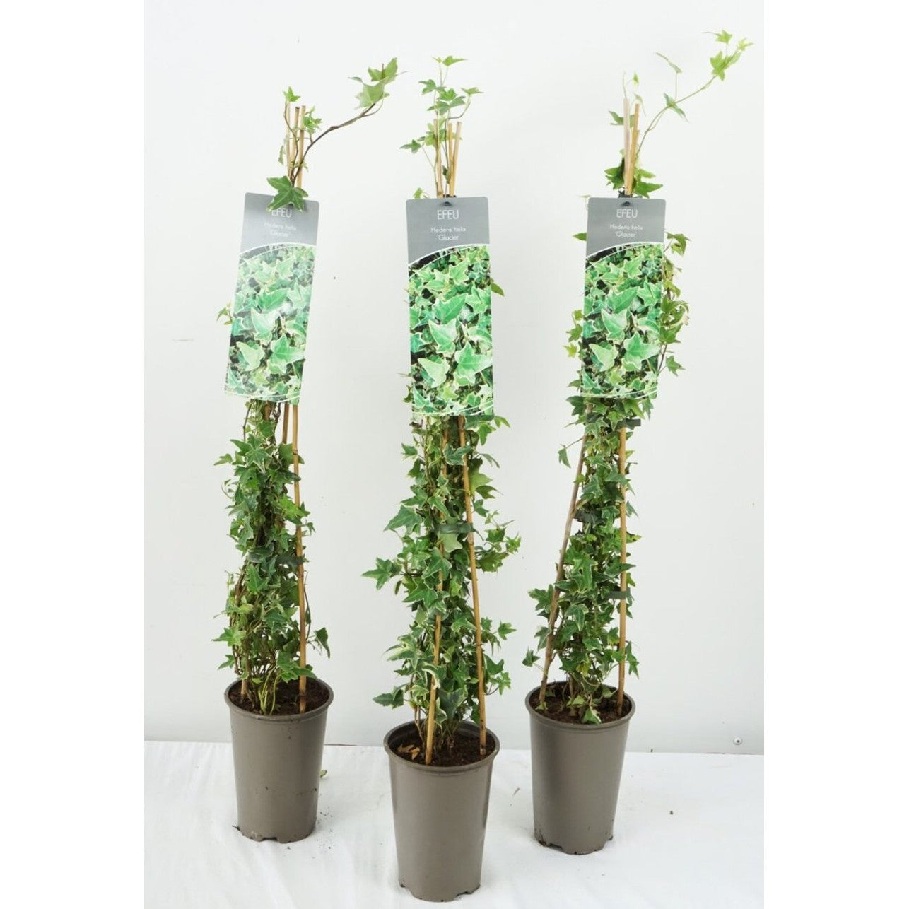 Murgröna – Hedera helix 'Glacier' - C2 60-80 CM Stick