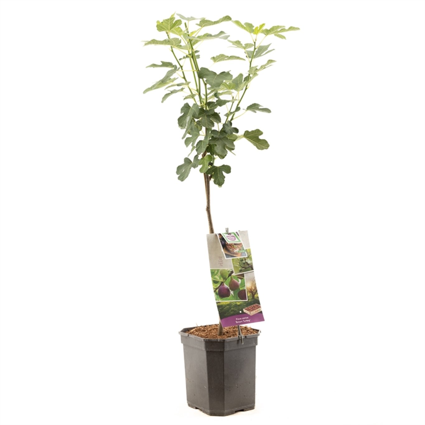 Fikon – Ficus carica 'Brown Turkey' - 60 CM Stem C7.5