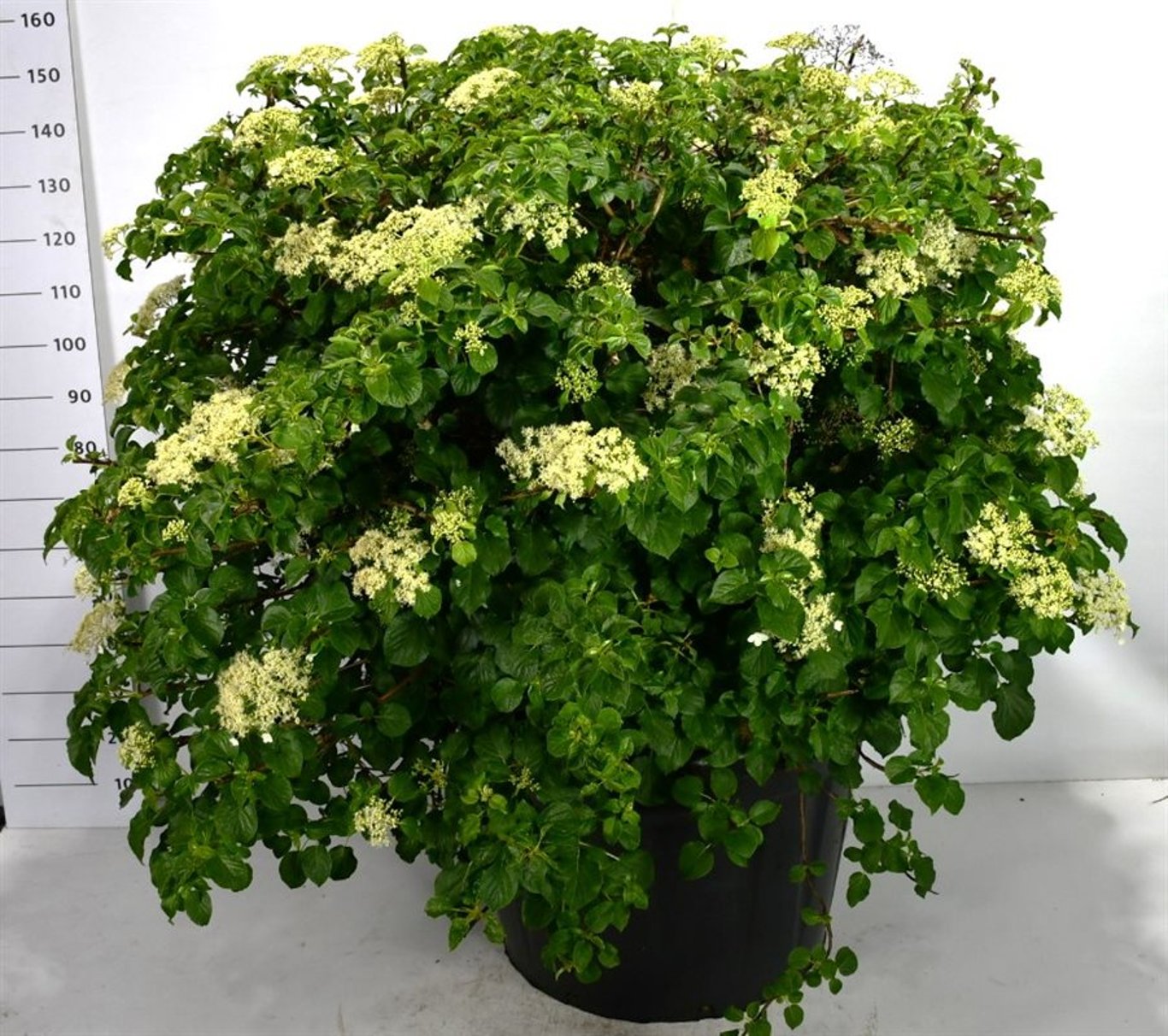 Klätterhortensia – Hydrangea petiolaris - C180 125-150 cm. Bol