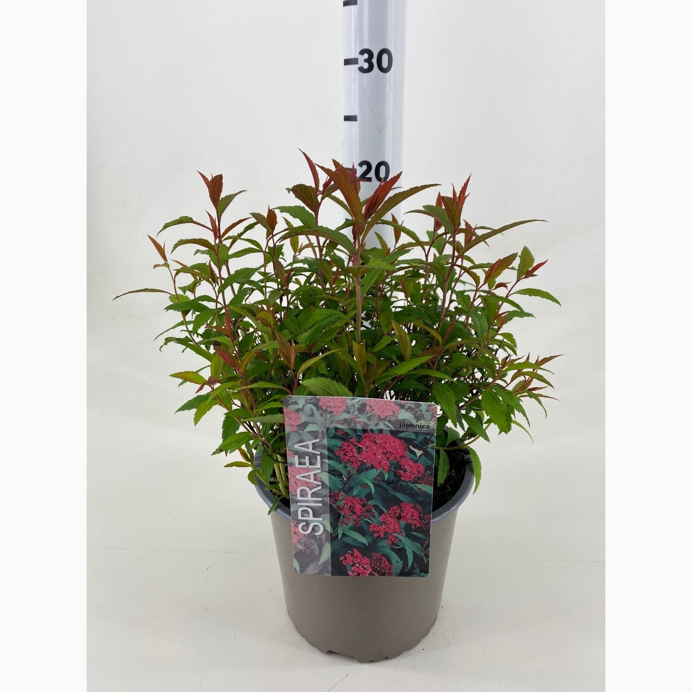 Praktspirea – Spiraea japonica 'Anthony Waterer' - C3 20-30 CM