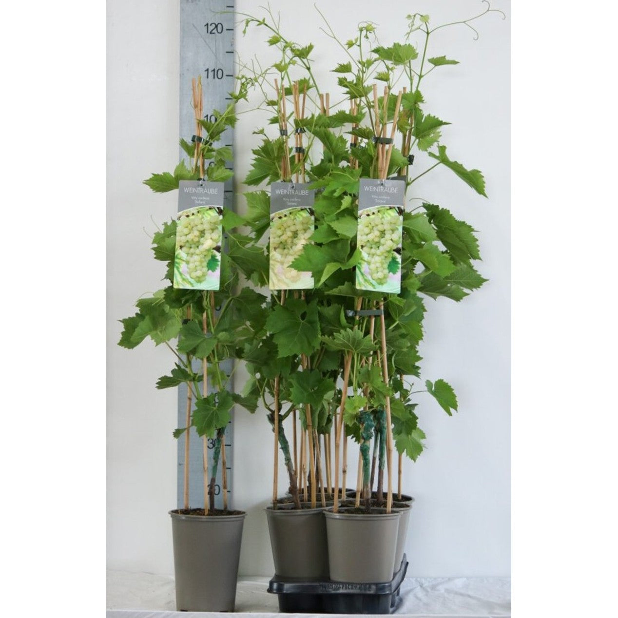 Vinranka – Vitis 'Solaris' - C3 80-100 CM Stick