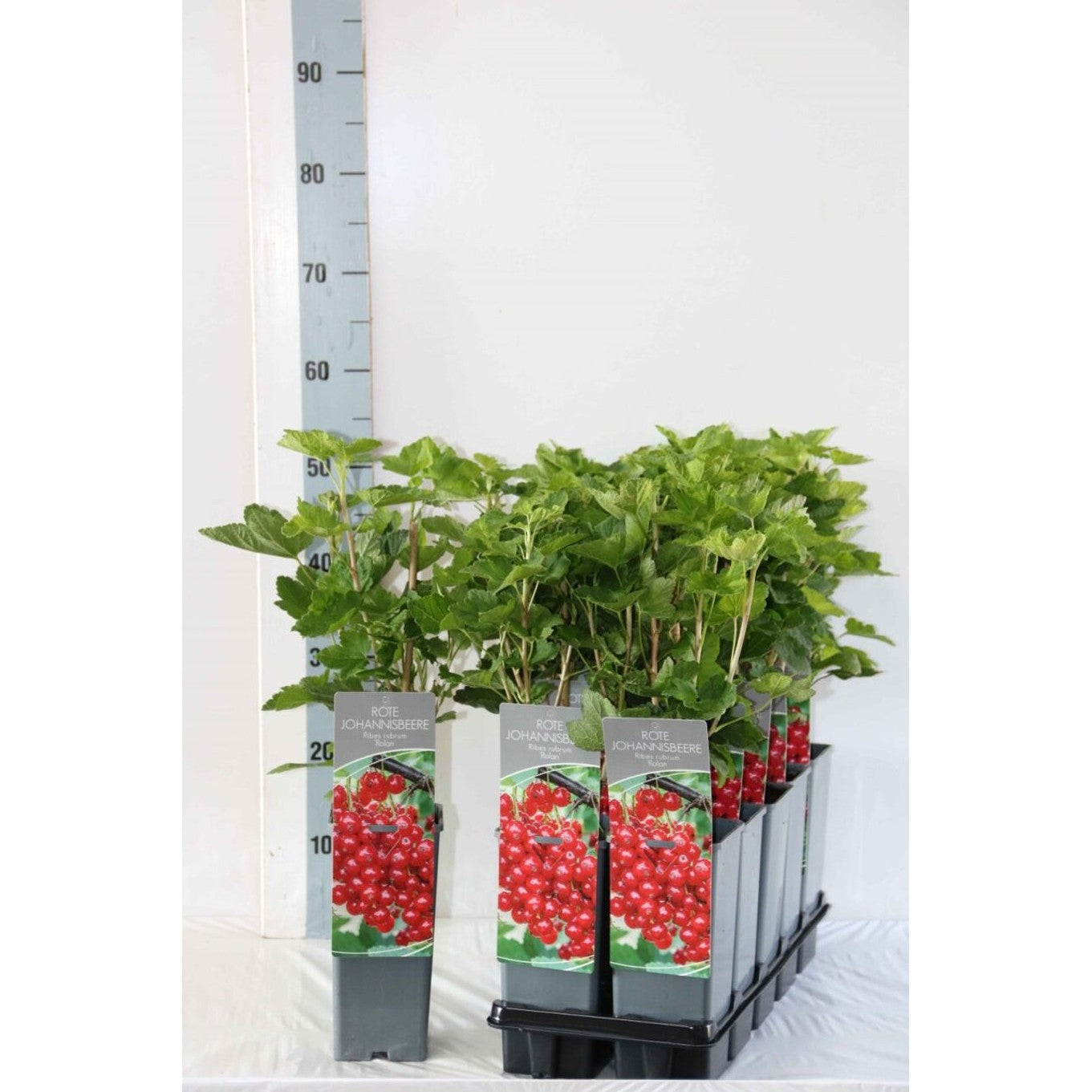 Röda vinbär – Ribes rubrum 'Rolan' - C2 30-40 CM