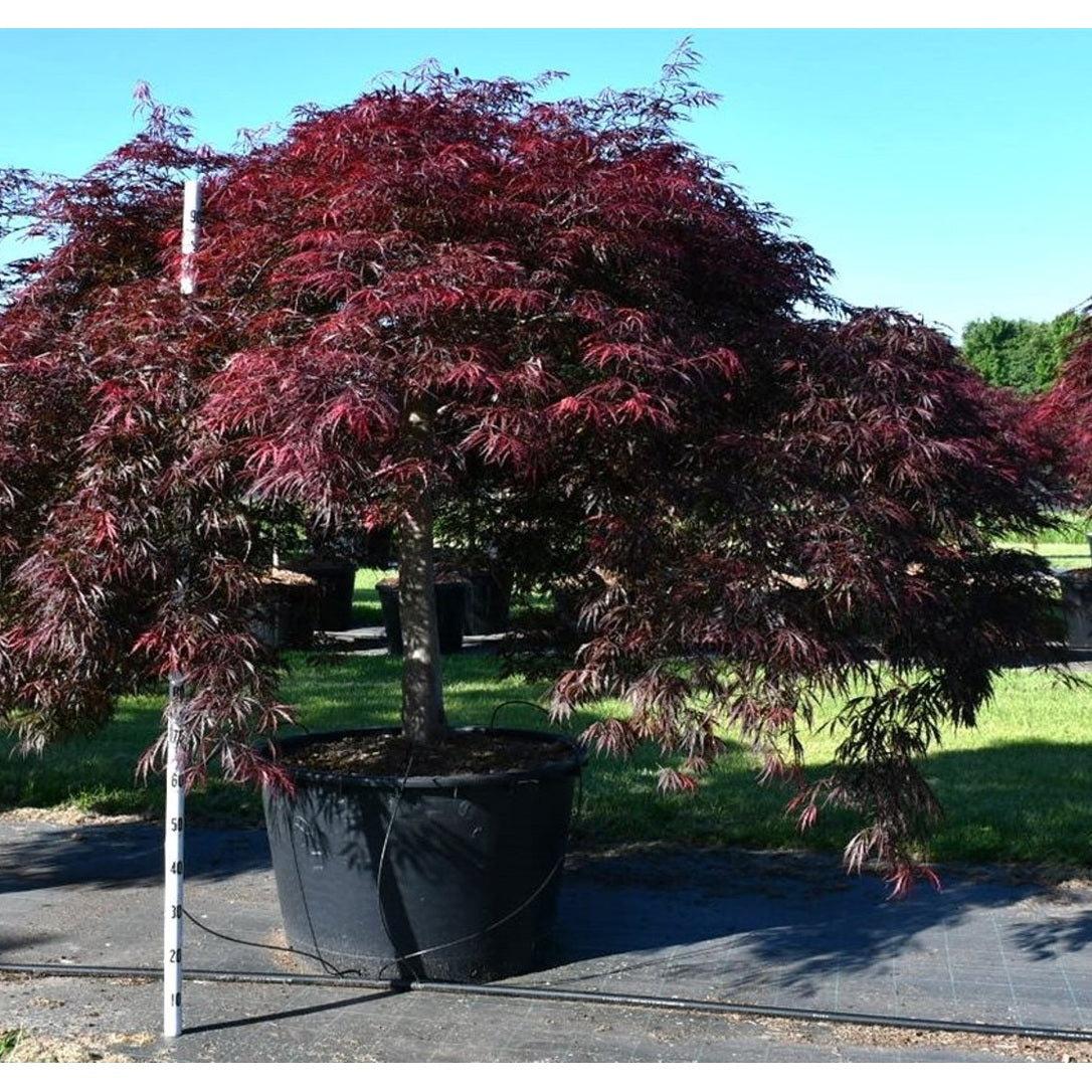 Japansk lönn – Acer palmatum 'Inaba-shidare' - C280 100-110 cm. Stam