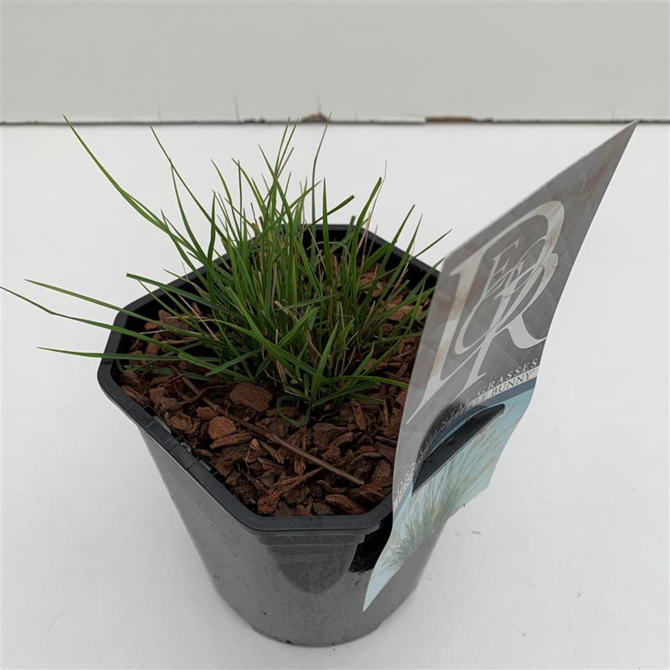 Lampborstgräs – Pennisetum alopecuroides 'Little Bunny' - C2