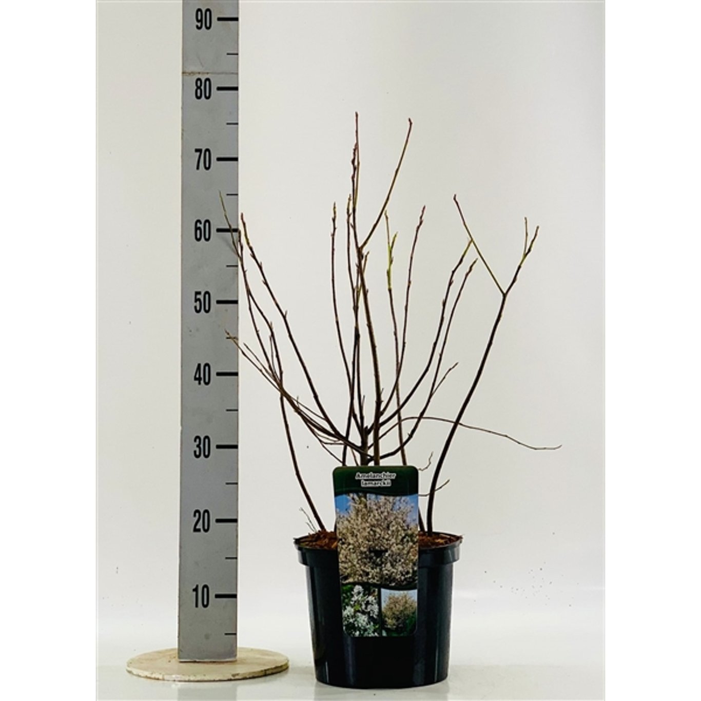 Häggmispel – Amelanchier lamarckii - C5 60-80 CM
