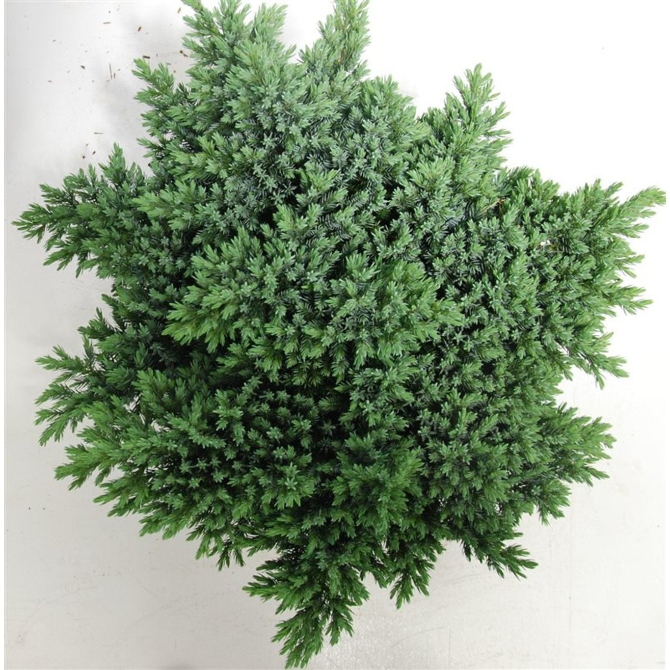 Himalaya-en – Juniperus squamata 'Blue Star' - C12 50-60 cm.