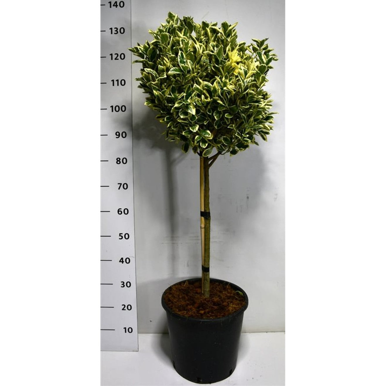 Japansk benved – Euonymus japonicus 'Bravo' - C18 60 cm. Stam