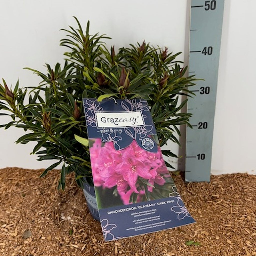 Rhododendron – Rhododendron 'Grazeasy' - C5 30-40 CM