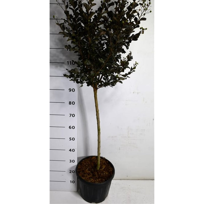 Kreppmyrten – Lagerstroemia indica 'Coconut Sorbet' - C15 80 cm. Stam