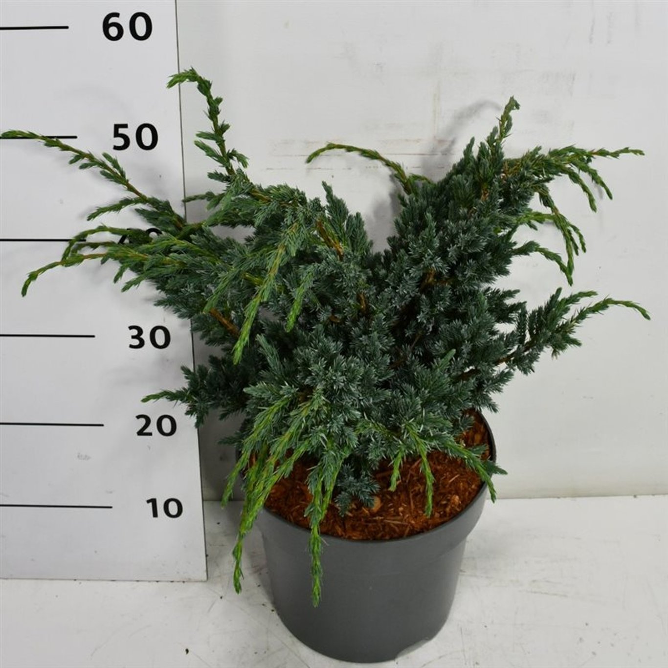 Himalaya-en – Juniperus squamata 'Meyeri' - C7.5 40-50 cm.