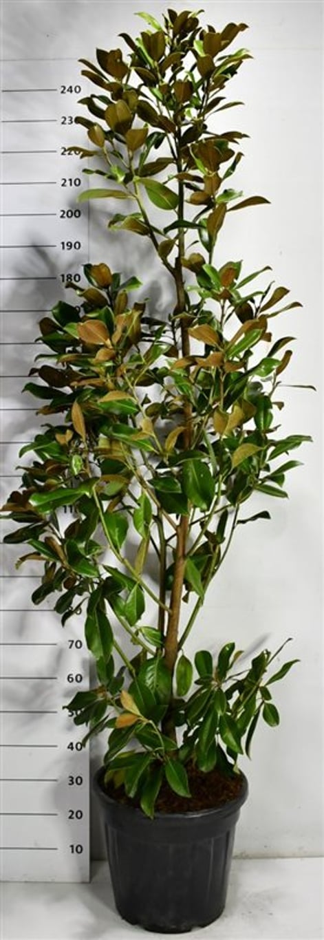 Städsegrön magnolia – Magnolia grandiflora &