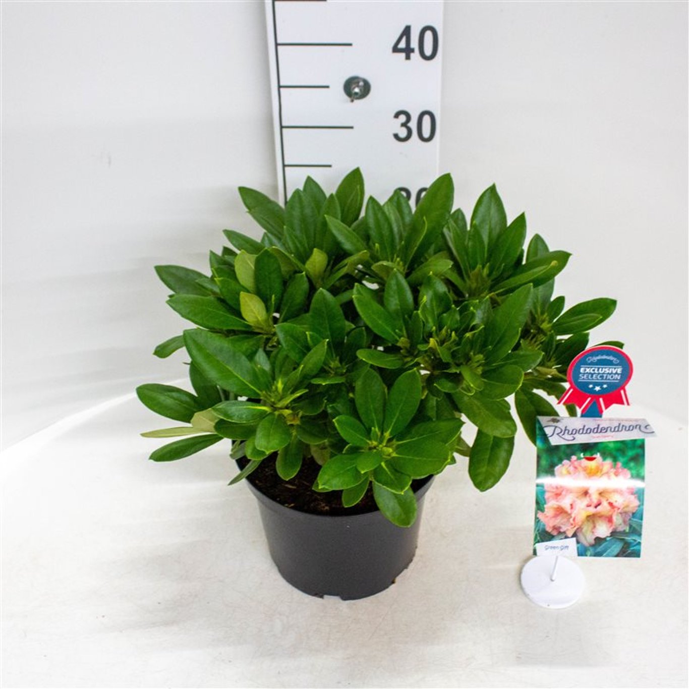 Rhododendron – Rhododendron (Y); 'Straver's Glory' - C5 30-40 CM