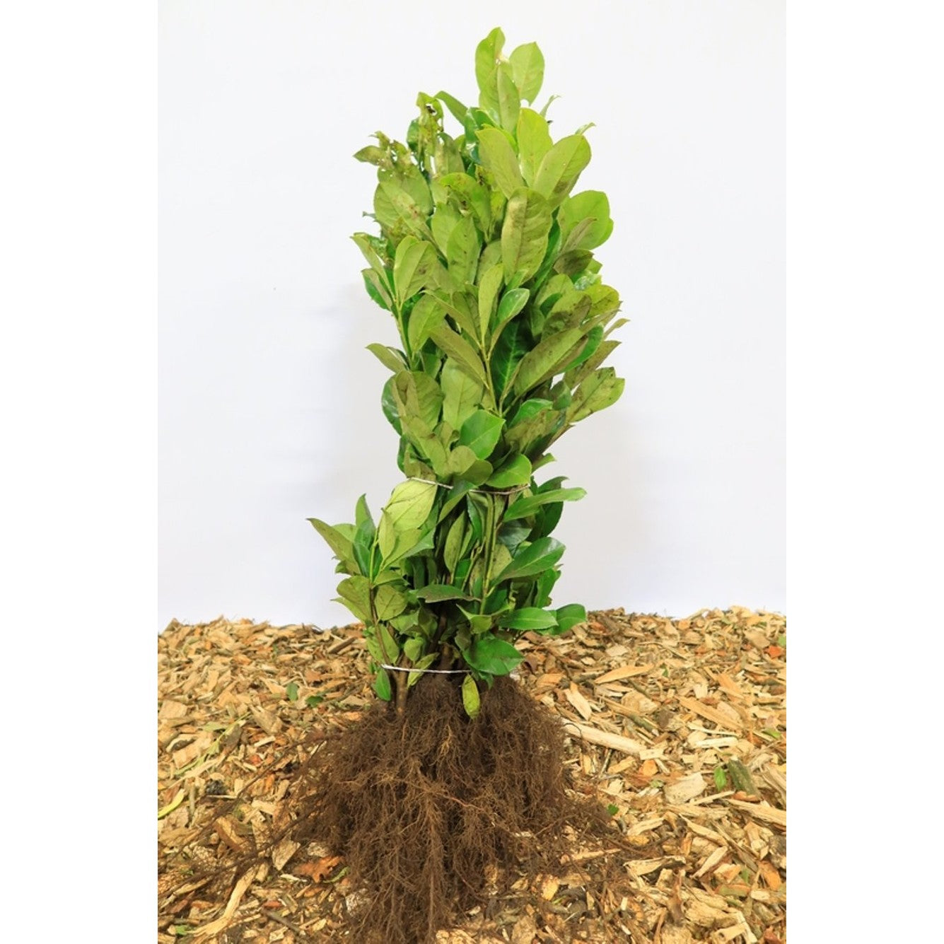 Lagerkörsbär – Prunus laurocerasus 'Rotundifolia' - 40-60 CM bare root 0/2