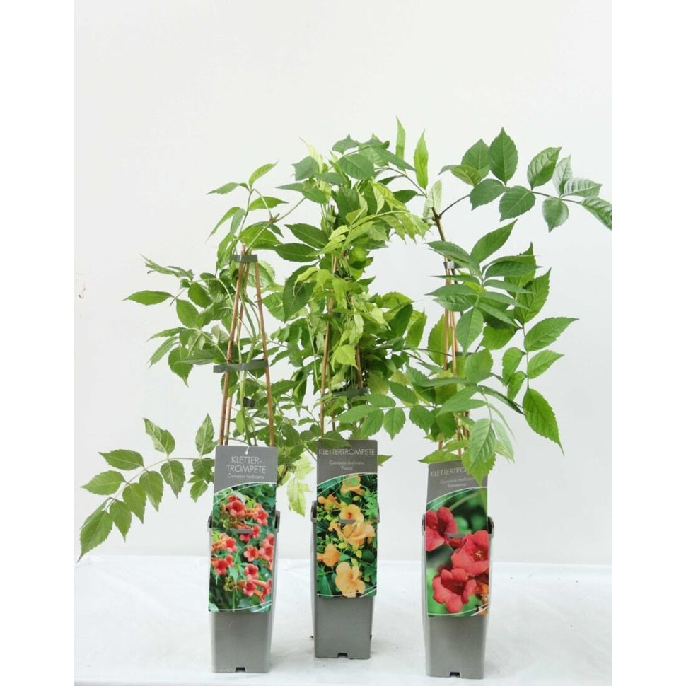 Trumpetranka – Campsis radicans 'Flamenco' - C2 50-60 CM 3 Stick