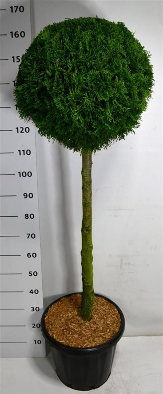 Thuja – Thuja occidentalis &