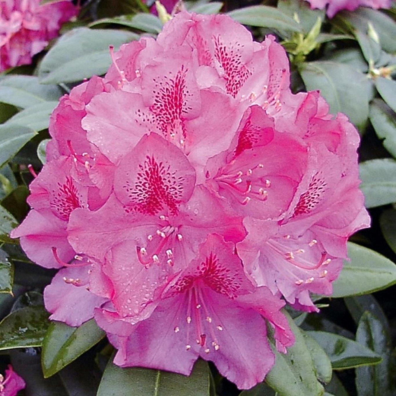 Rhododendron – Rhododendron 'Constanze' - C5 30-40 CM
