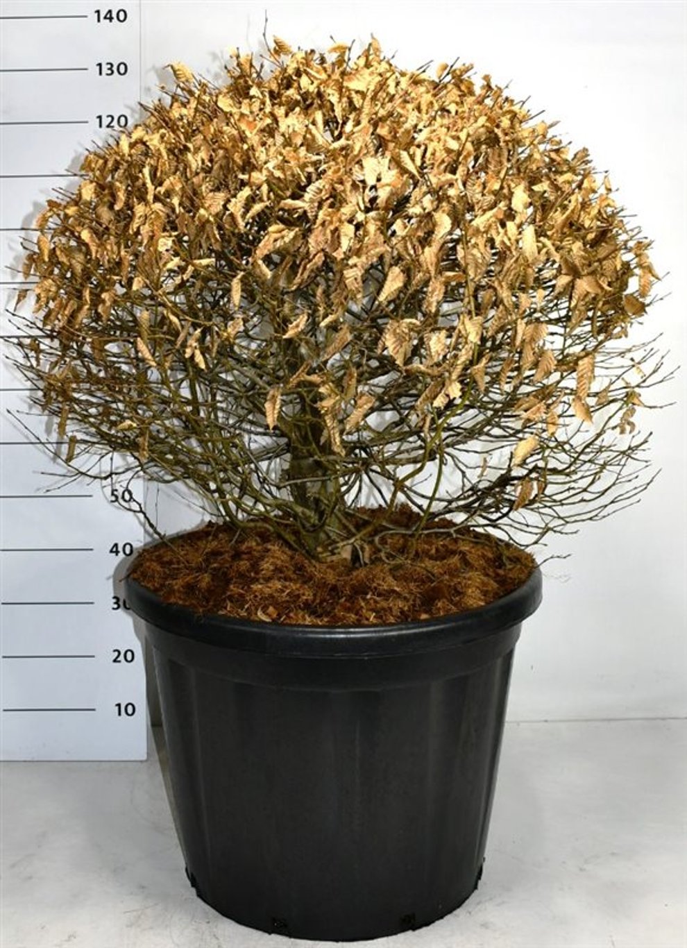 Avenbok – Carpinus betulus - C110 80-90 cm. Bol