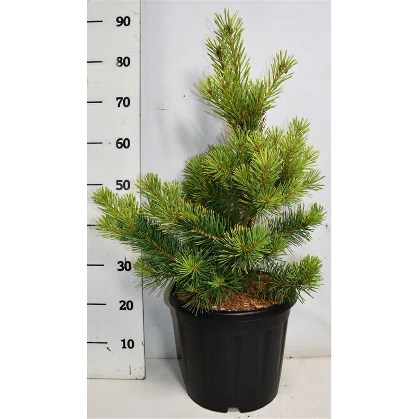Tall – Pinus sylvestris &