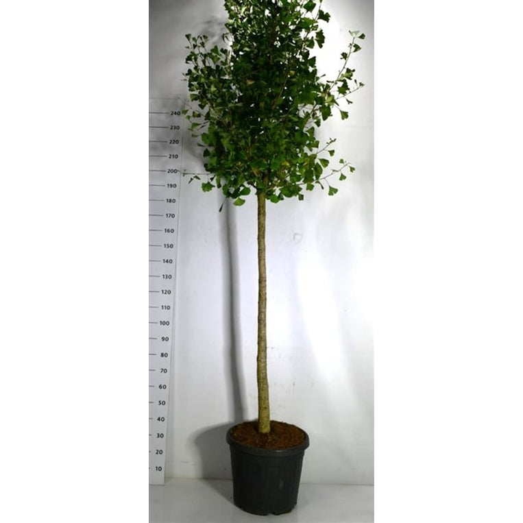 Tempelträd – Ginkgo biloba 'Autumn Gold' - C55 120-140 cm. Stam