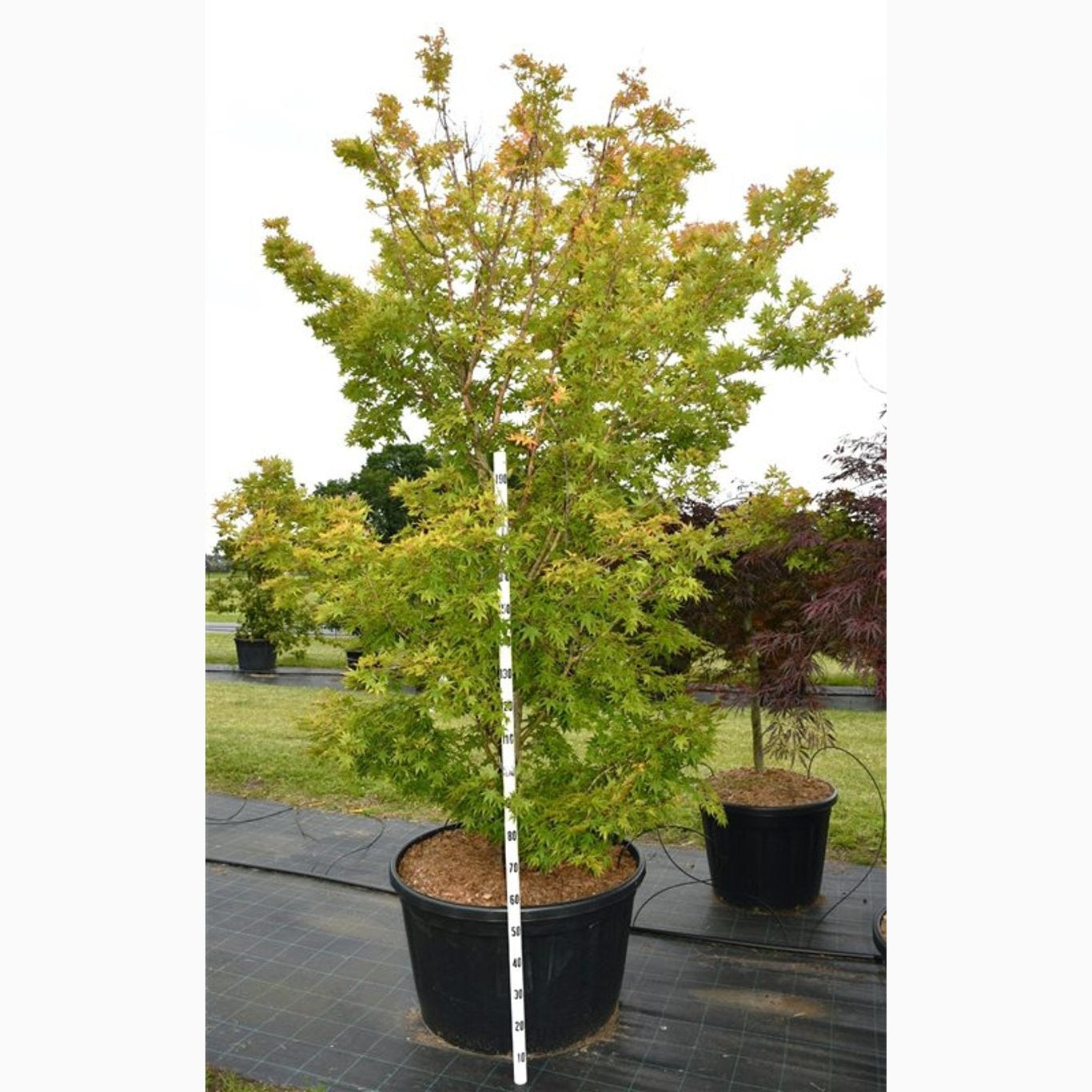 Japansk lönn – Acer pal. 'Sangokaku' - C250 275-300 CM