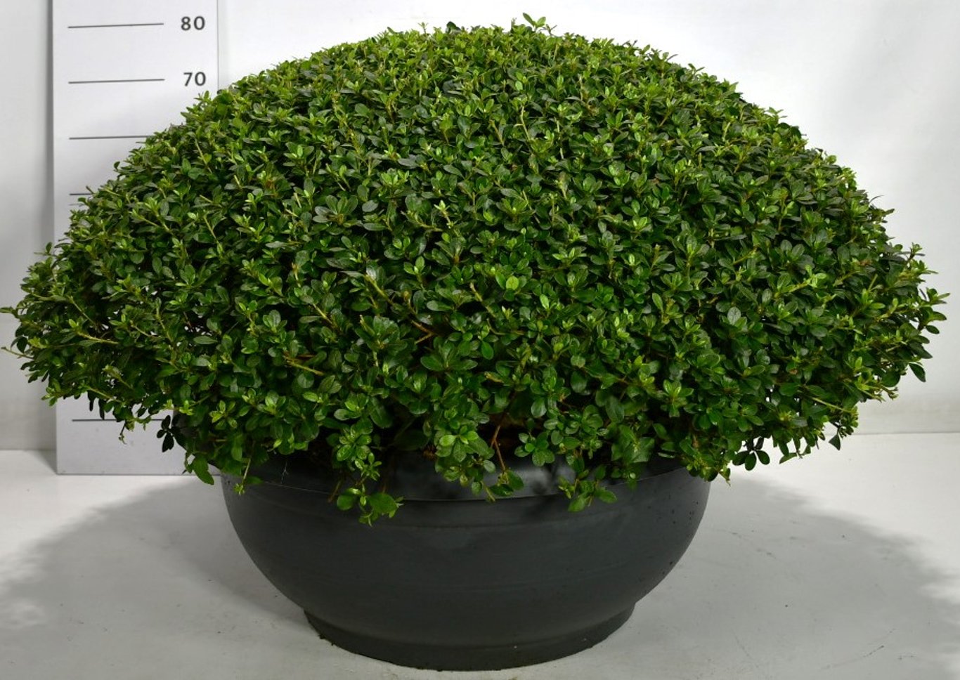 Rhododendron – Rhododendron 'Sylvester' - C80 90-100 cm. Bol Plateau