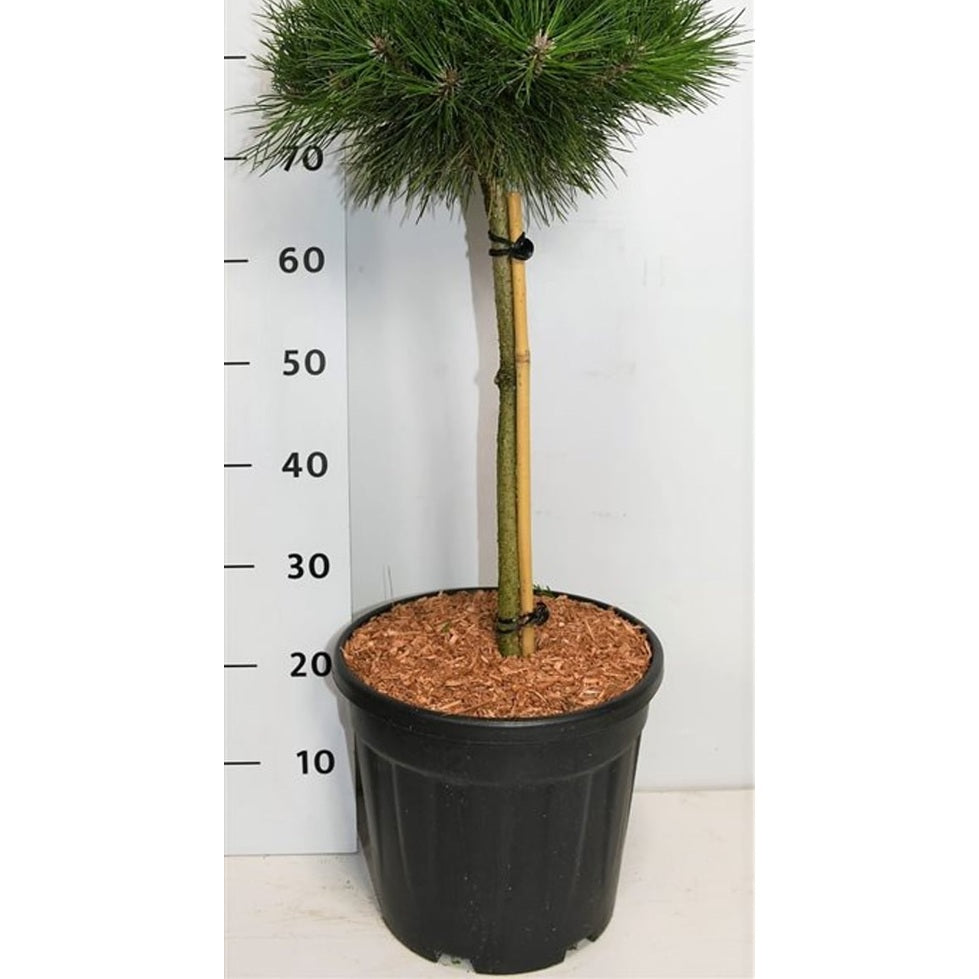 Svarttall – Pinus nigra 'Bambino' - C13 40 cm. Stam