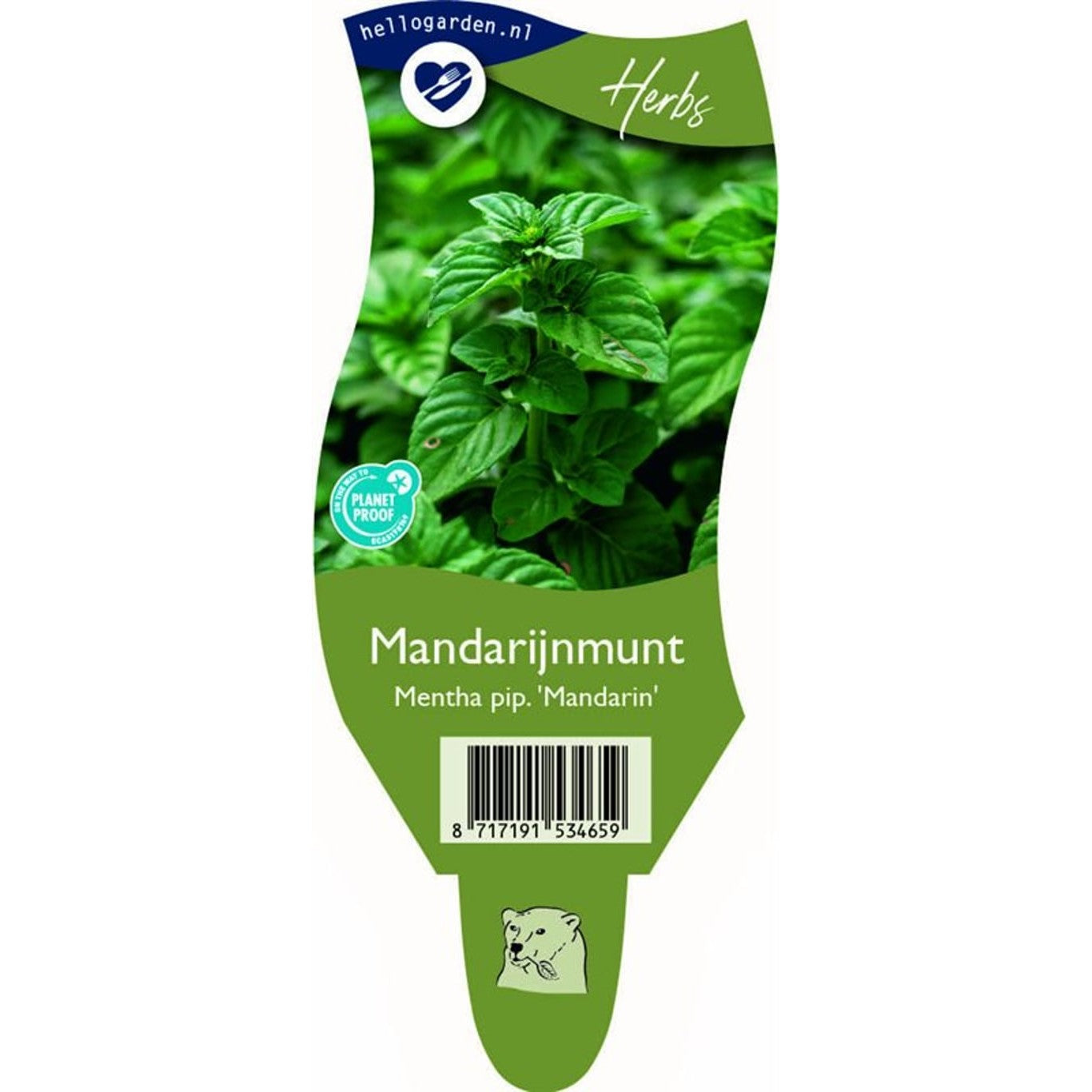 Pepparmynta – Mentha piperita 'Mandarin' - P11