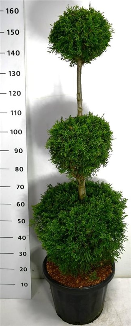 Thuja – Thuja occidentalis 'Smaragd' - C25 100-120 cm. Triobol