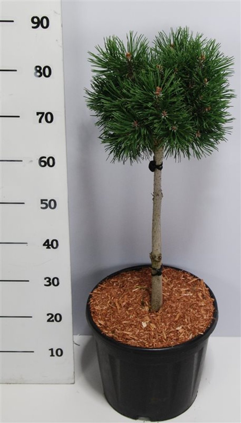 Bergtall – Pinus mugo &