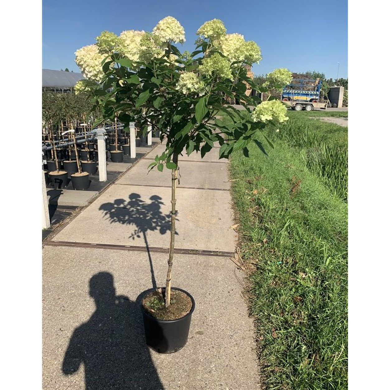 Syrenhortensia – Hydrangea paniculata 'Limelight' - 90 CM Stem C10