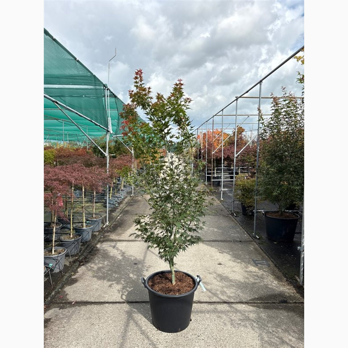 Japansk lönn – Acer pal. 'Sazanami' - C50 175-200 CM