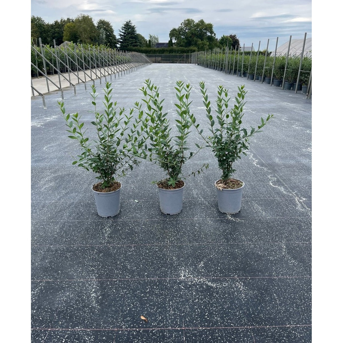 Liguster – Ligustrum vulgare 'Atrovirens' - C3.5 60-80 CM