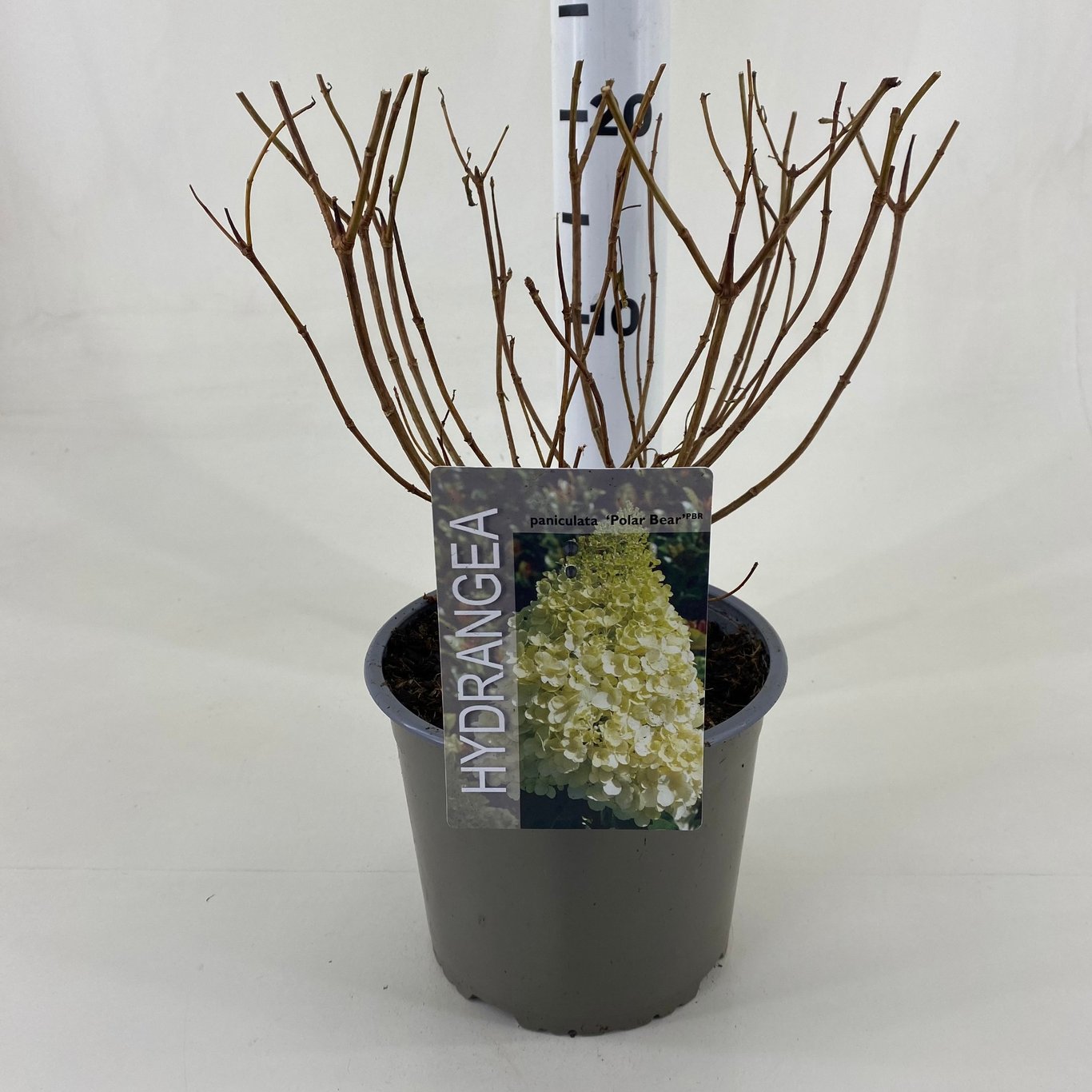 Syrenhortensia – Hydrangea paniculata 'Polar Bear' - C3 20-30 CM